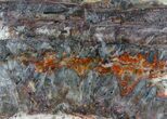 Rare North Pole Dome Stromatolite Slice - Billion Years #39203-1